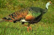 Bird Jigsaw 2