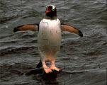Bird Jigsaw 3
